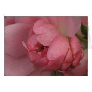 Cartão Rosa Rosa Rosa