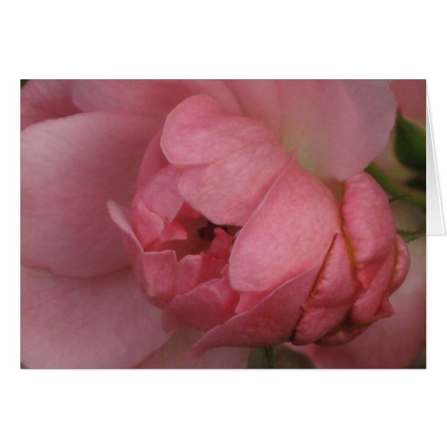 Cartão Rosa Rosa Rosa (Frente Horizontal)
