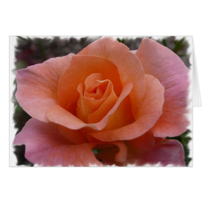 Cartão Rosa Rosa Rosa (Frente Horizontal)