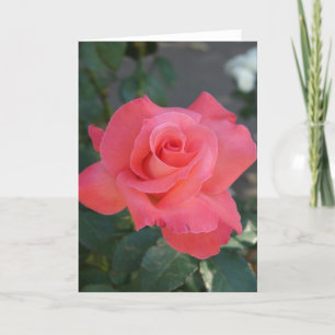 Cartão Rosa Rosa Rosa bonito