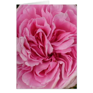 Cartão Rosa Rosa Rosa Esmagada