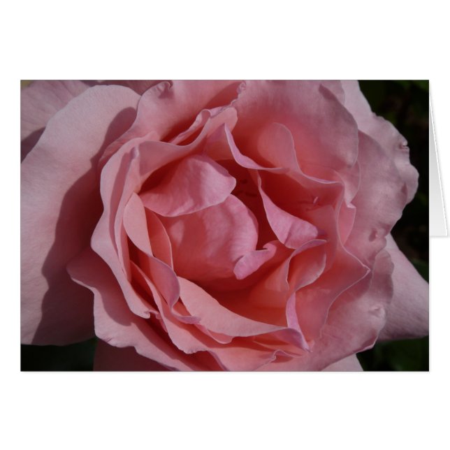 Cartão Rosa Rosa Rosa II Bonito Floral (Frente Horizontal)