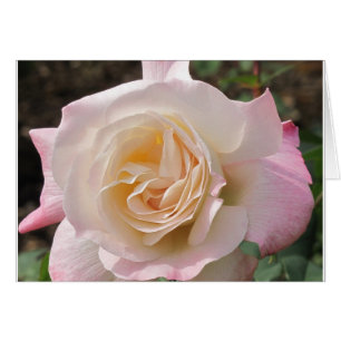 Cartão Rosa Rosa Rosa Rosa Blusa