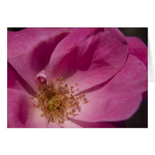 Cartão Rosa Rosa Rosa Rosa Rosa Rosa Rosa Rosa