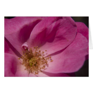 Cartão Rosa Rosa Rosa Rosa Rosa Rosa Rosa Rosa