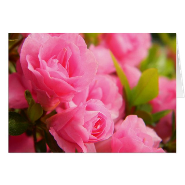 Cartão Rosa Rosa Rosa Rosa Rosa Rosa Rosa Rosa (Frente Horizontal)