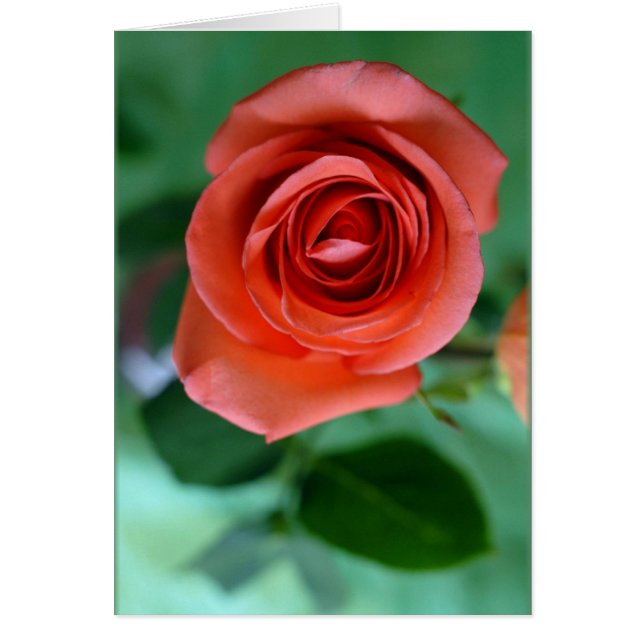 Cartão rosa-rosa-solteiro (Frente)