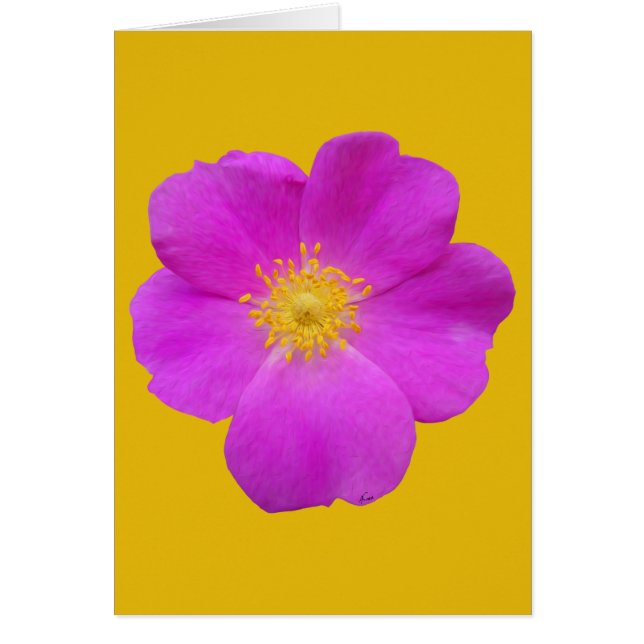 Cartão Rosa selvagem 2 (Frente)