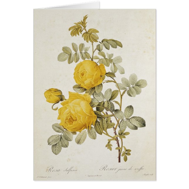 Cartão Rosa Sulfurea 'dos rosas de Les (Frente)