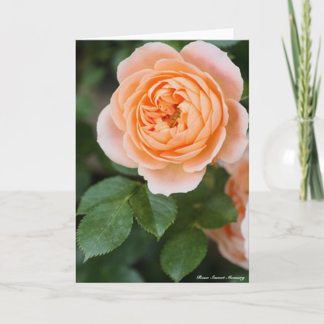 Cartão Rosa Sunset Memory:Greeting card (Frente)