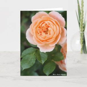 Cartão Rosa Sunset Memory:Greeting card