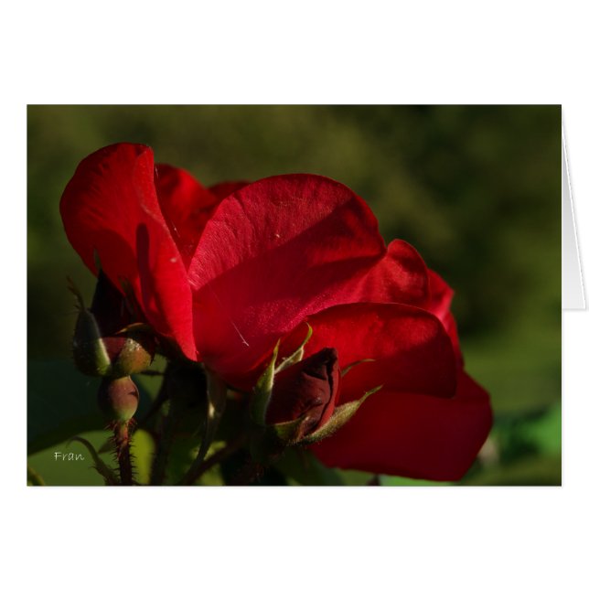 Cartão rosa vermelha (Frente Horizontal)