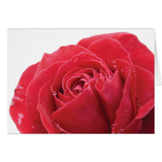 Cartão Rosa vermelha com gotículas de água