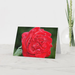 Cartão Rosa Vermelha com Orvalho da Manhã