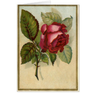 Cartão Rosa vermelha do vintage
