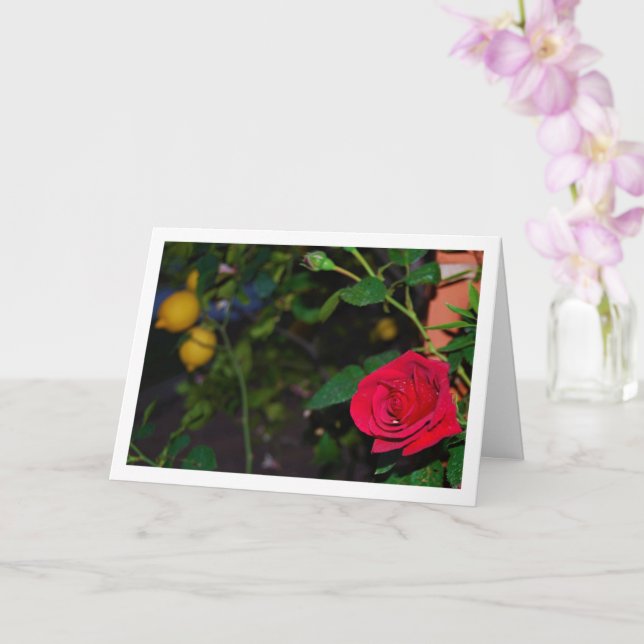 Cartão Rosa Vermelha e Limões (Orquídea)