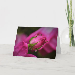 Cartão Rosa vermelha e Raindrops, placa