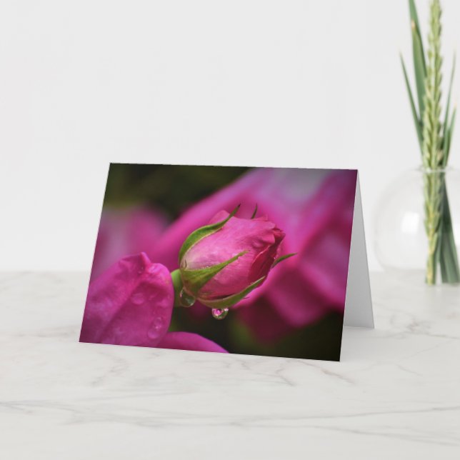 Cartão Rosa vermelha e Raindrops, placa (Frente)