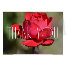 Cartão Rosa vermelha Floral Obrigado