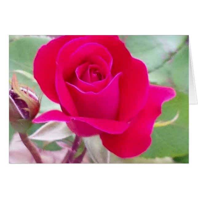 Cartão Rosa vermelha, Lafayette ocidental, Indiana (Frente Horizontal)