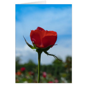 Cartão Rosa vermelha solteiro e Céu Azul