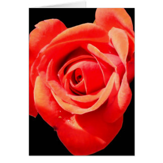 Cartão Rosa Vermelha, Vermelha ~ Em Branco, Person