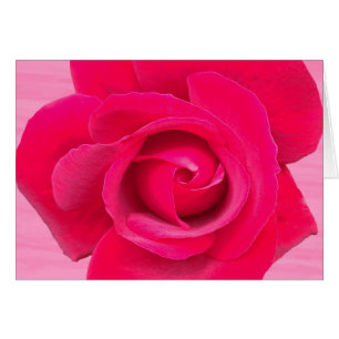 Cartão Rosa vermelho romântico do rosa