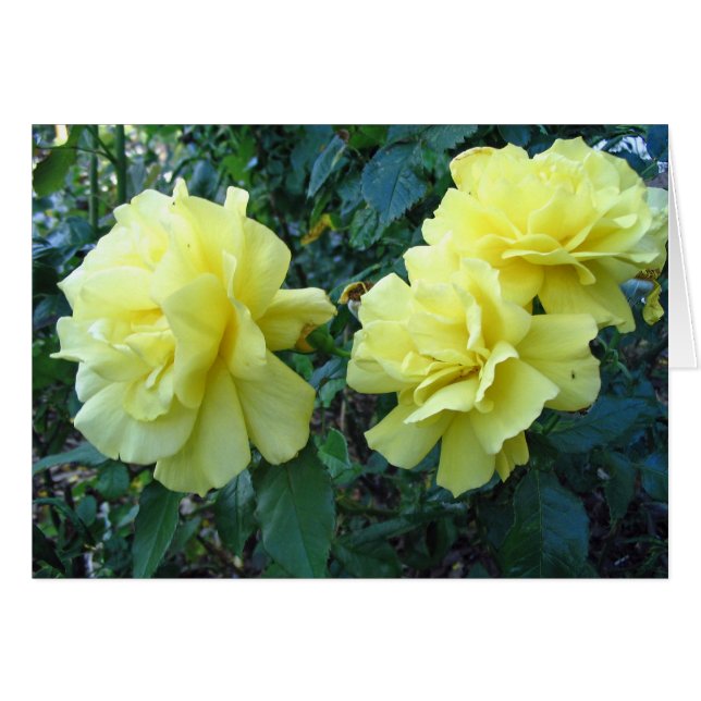 Cartão Rosas Amarelas (Frente Horizontal)