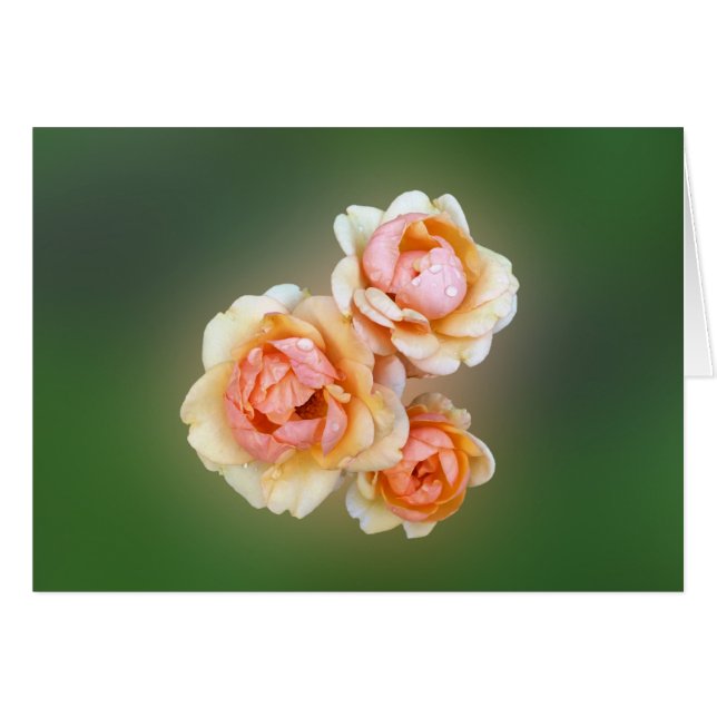 Cartão rosas amarelas (Frente Horizontal)