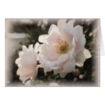 Rosas antigos e pálidos