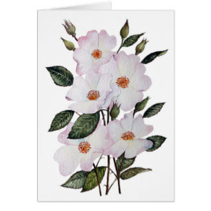 Cartão Rosas 'Ballerina' Arte Floral