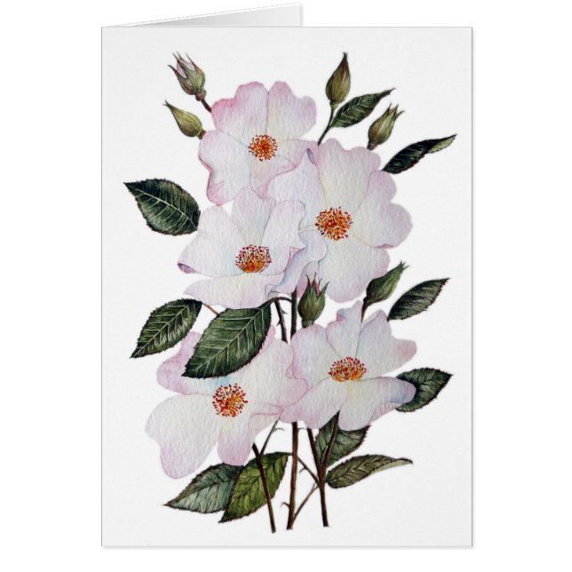 Cartão Rosas 'Ballerina' Arte Floral (Frente)