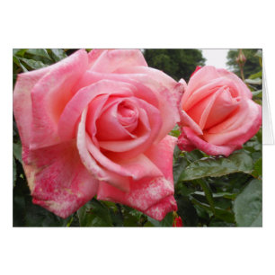 Cartão Rosas cor-de-rosa, jardim botânico de Belfast, NI