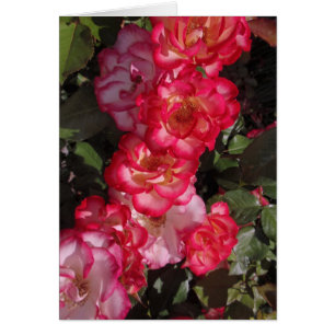 Cartão Rosas de Betty Boop