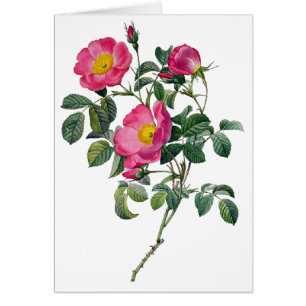 Cartão Rosas de Pierre Joseph Redoute