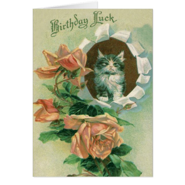 Cartão Rosas de Rosa de Gato de Gatinho Gato (Frente)