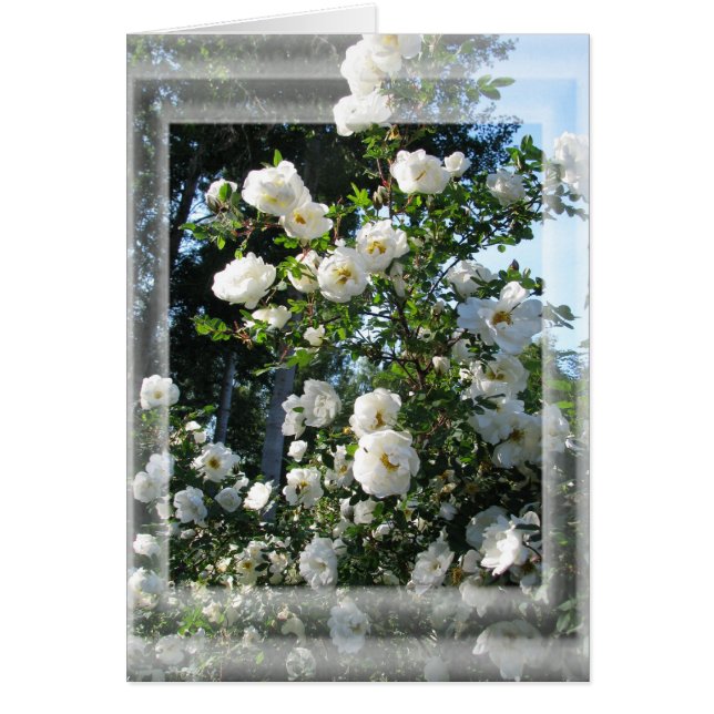 Cartão Rosas de Verão (Frente)