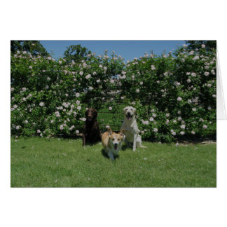 Cartão rosas e filhotes de cachorro