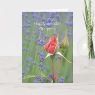 Cartão Rosas Lavanda Floral (minha fotografia) Aniversári