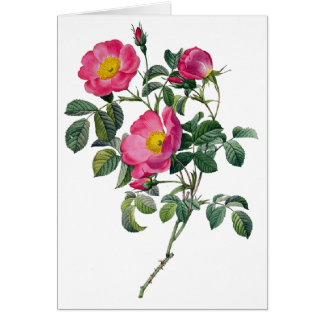 Cartão Rosas Pierre Joseph Redoute