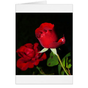 Cartão Rosas vermelhas