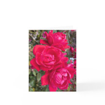 Rosas vermelhas, Três Rosas vermelhas Escuras Em U