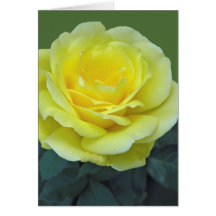 ROSE AMARELO, DE TEXAS?