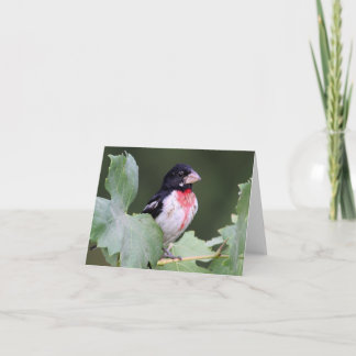 Cartão Rose-Breasted Grosbeak - Joe Sweeney - card