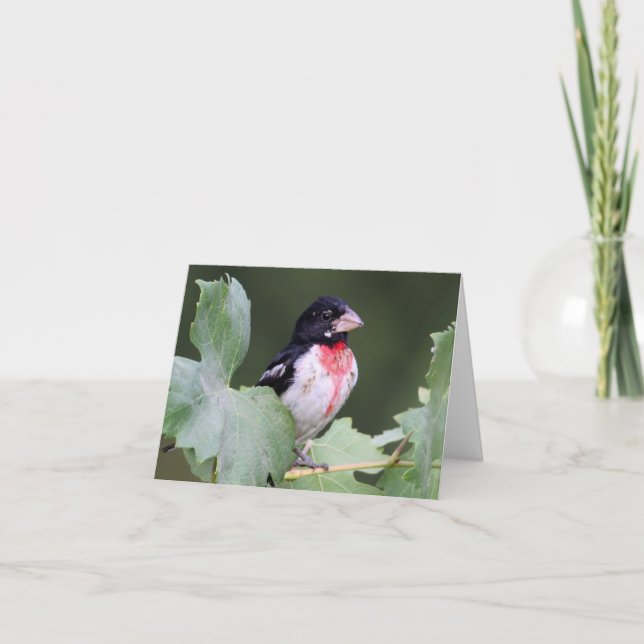 Cartão Rose-Breasted Grosbeak - Joe Sweeney - card (Frente)