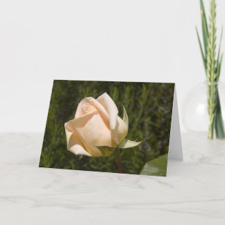 Cartão Rose greetings card blank