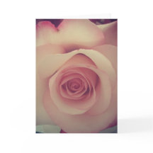 Rose Love