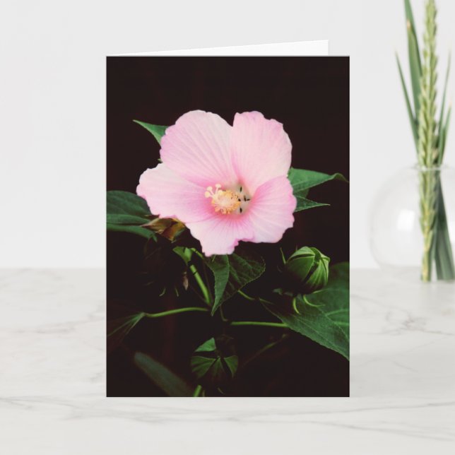 Cartão Rose Mallow Blank Greeting Card (Frente)