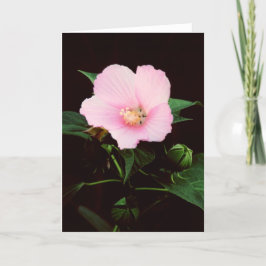 Cartão Rose Mallow Blank Greeting Card