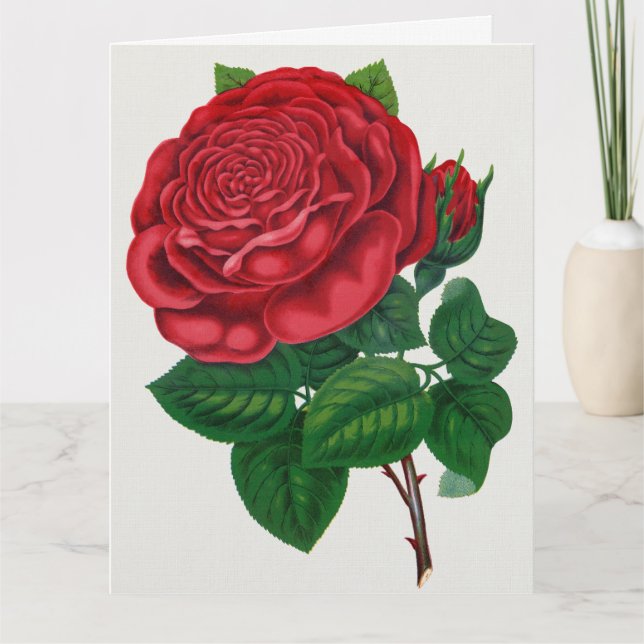 Cartão Rose Print Rochester Lithographing and Printing Co (Frente)